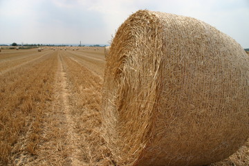 ernte