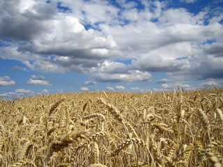 kornfeld