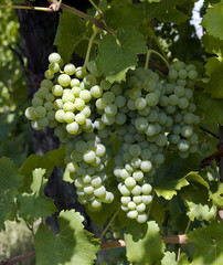 grapes on the vine