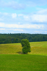 Fototapeta premium single tree with trail 1