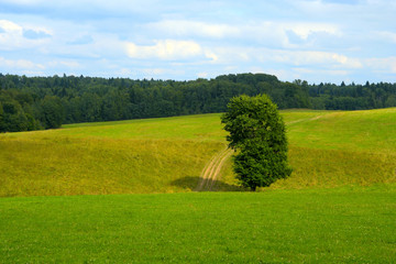 single tree with trail 2