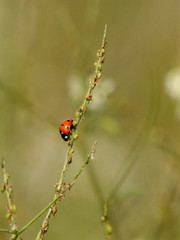 ladybird