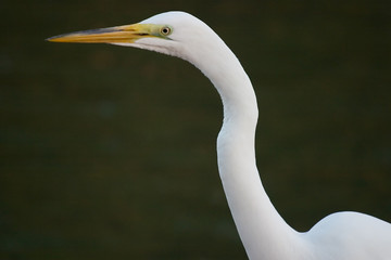 great egret 4