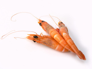 crevettes11