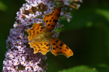 c-falter  -  nymphalis c-album