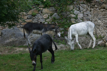 Fototapeta premium die esel der aquitaine