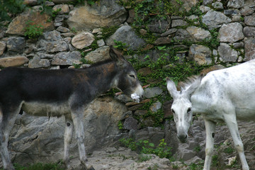 der papier fressende esel