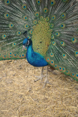 Obraz premium peacock