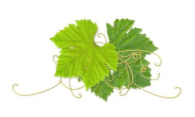 grape leaves 03
