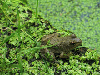 close-up frog 2