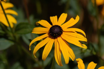 yellow flower
