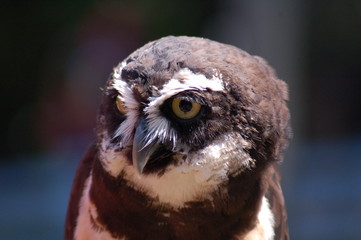 brown owl