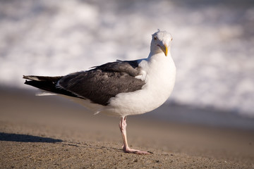 seagull 3