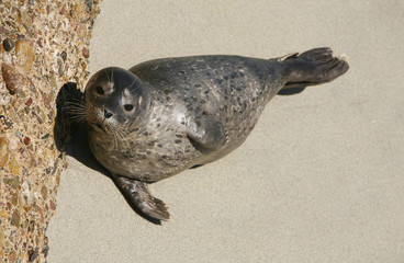 harbor seal 3