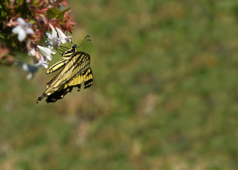 butterfly