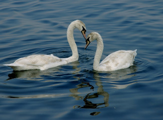 swan's dance