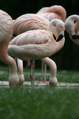 Naklejka premium flamingos