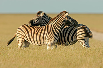 plains zebras