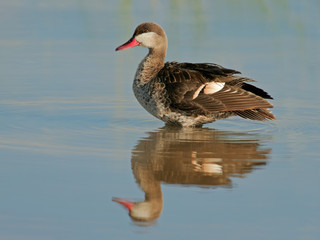 red billed teal