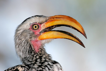 yellow-billed hornbill