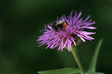 steinhummel
