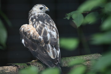 mäusebussard