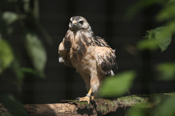 mäusebussard