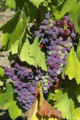 grapes de raisins sur la vigne