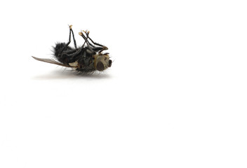 dead fly on white