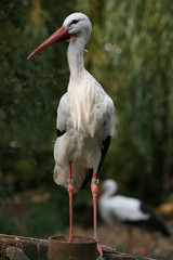 weißstorch