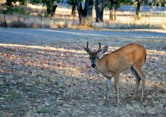 young buck black tail deer