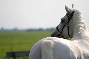 Foto op Aluminium Paardrijden horse looking away