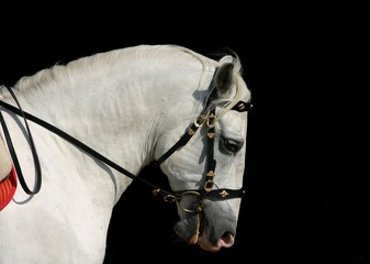 andalusian horse at work