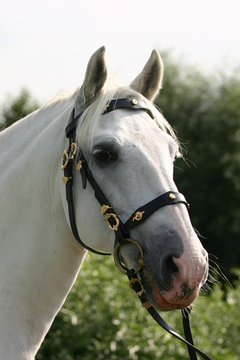 dreamy andalusian horse