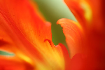 tulip