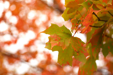 autumn maple