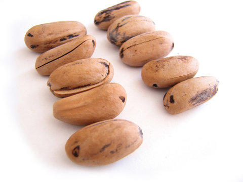 graines du pin