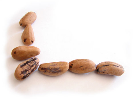 graines du pin