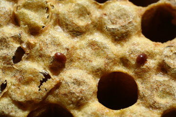 varroa