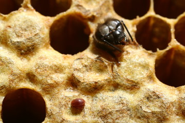 varroa