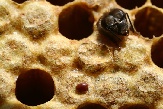 varroa