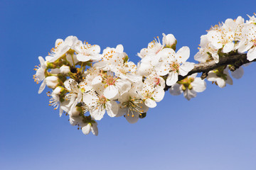 spring blossom 01