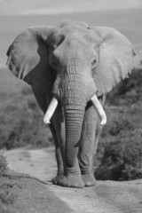 Fototapeta na wymiar Portret słoń