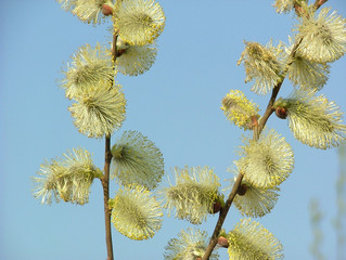 blooming willow