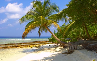 dream tropical beach with palm trees and bird
