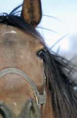 horse head with nose
