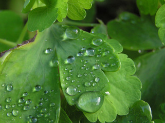 0244-gouttes d'eau