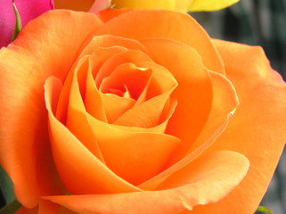 beautiful orange rose
