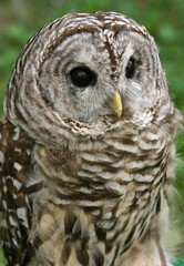 barred owl