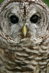 barred owl